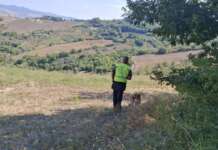 Baselice: un’unità cinofila si aggiunge alla ricerca di Nicola Paolozza