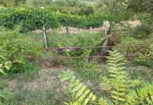 Centauro scomparso da un giorno: ritrovato il corpo senza vita