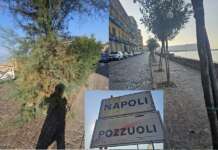 Napoli-Pozzuoli, il confine del verde pubblico: stessa strada, cura degli alberi agli antipodi