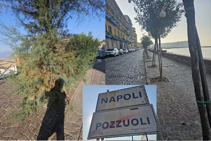 napoli pozzuoli il confine del verde pubblico stessa strada cura degli alberi agli antipodi