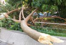 Napoli, paura in piazza degli Artisti: cade grosso ramo e sfonda la recinzione: secondo in 7 giorni