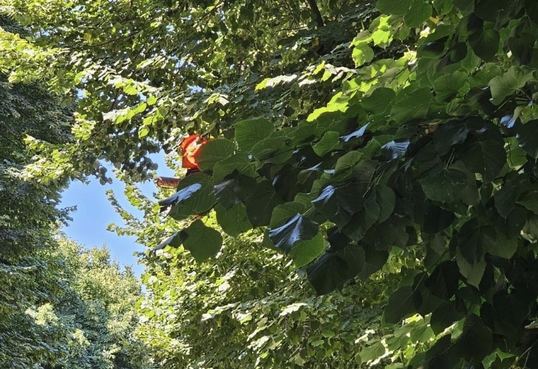 Napoli, a Fuorigrotta semaforo ‘oscurato’ dal verde incolto: “Pericolo più volte segnalato al Comune” Napoli, a Fuorigrotta semaforo ‘oscurato’ dal verde incolto: “Pericolo più volte segnalato al Comune”