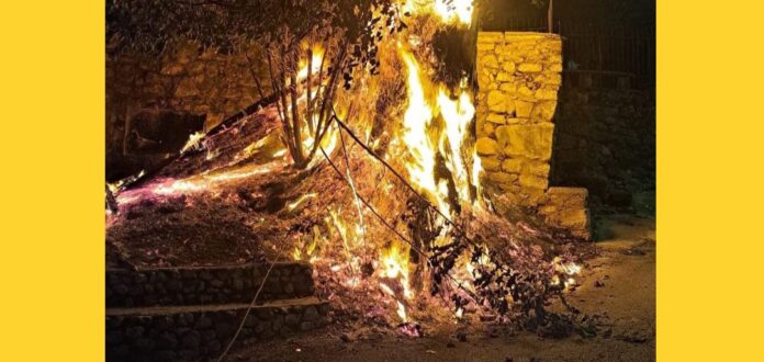 Tiglio Monumentale del Soccorso in fiamme: la denuncia Tiglio Monumentale del Soccorso in fiamme: la denuncia