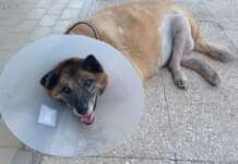 Pippo, il cane più amato di Avellino trasferito a Livorno: raccolta fondi