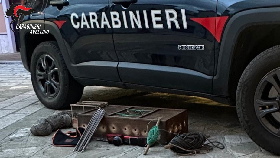 Cardellini catturati illegalmente, 60enne finisce nei guai