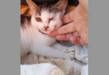 Gattino gettato dal finestrino e morto: aperta indagine