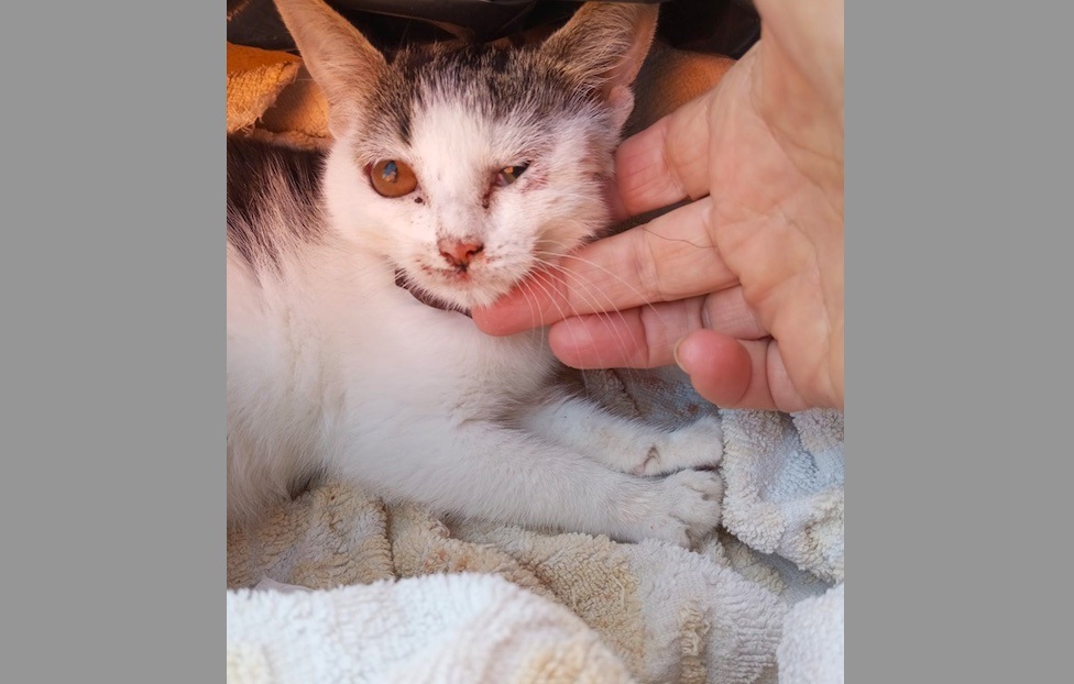 VIDEO Gattino lanciato dall’auto: l’ennesimo orrore in Caudina
