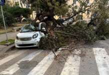 Albero travolge un’auto in sosta, Comune presenta piano di messa in sicurezza