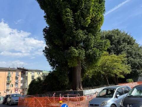 Arenella, stavolta è un maestoso albero a rischio Arenella, stavolta è un maestoso albero a rischio