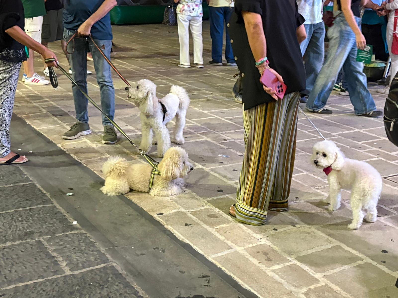 Cani da passeggio, ora diventa obbligatoria anche la museruola