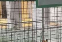 Cane segregato in gabbia a Scampia salvato dopo la denuncia