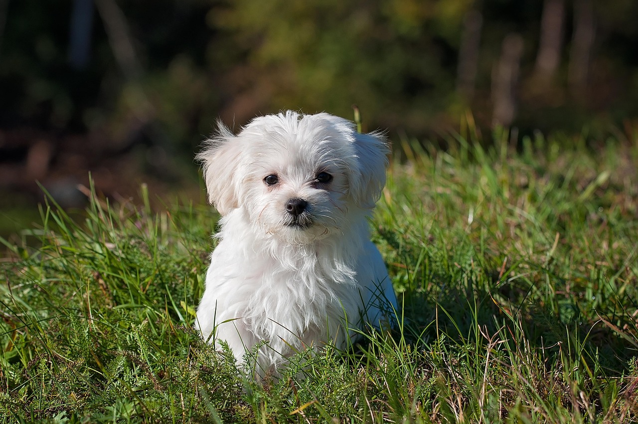 Tre nuove aree cani al Vomero Arenella: realizzazione e gestione affidate ai privati Tre nuove aree cani al Vomero Arenella: realizzazione e gestione affidate ai privati