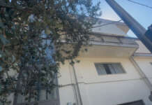 Famiglia con 160 gatti in una casa: l’appello della LNDC animal protection