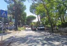 Taglio dei pini pericolosi, l’amarezza di un commerciante nei confronti del Comune: “E’ mancato il confronto. Chi ci tutela?”