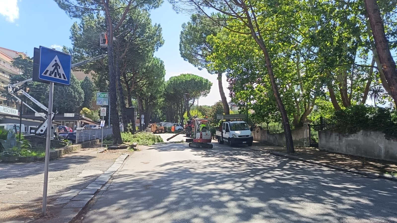 Taglio dei pini pericolosi, l’amarezza di un commerciante nei confronti del Comune: “E’ mancato il confronto. ...
