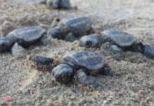 Rivoluzione sulla Riviera Domizia: la costa cambia con il record di Caretta caretta