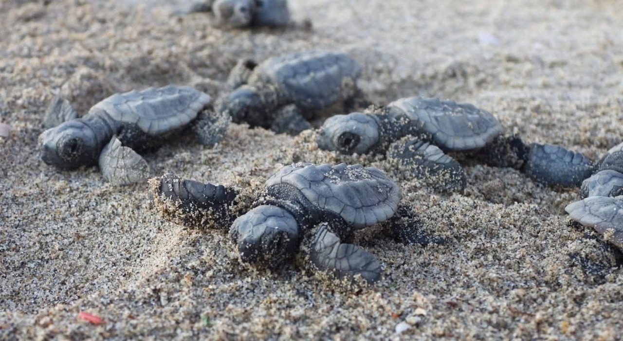 rivoluzione sulla riviera domizia la costa cambia con il record di caretta caretta