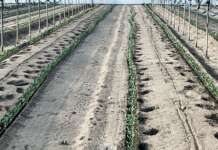 Incendio a Mondragone, l’appello di Coldiretti Caserta: “La Regione aiuti le aziende agricole danneggiate”