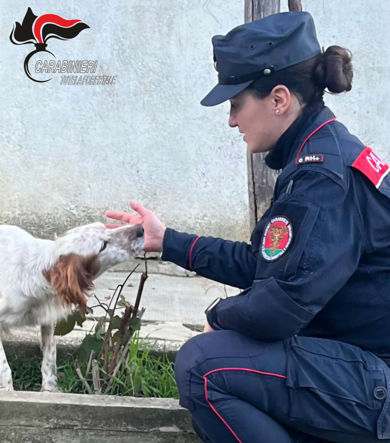 taglia le orecchie al cane denunciato per maltrattamento