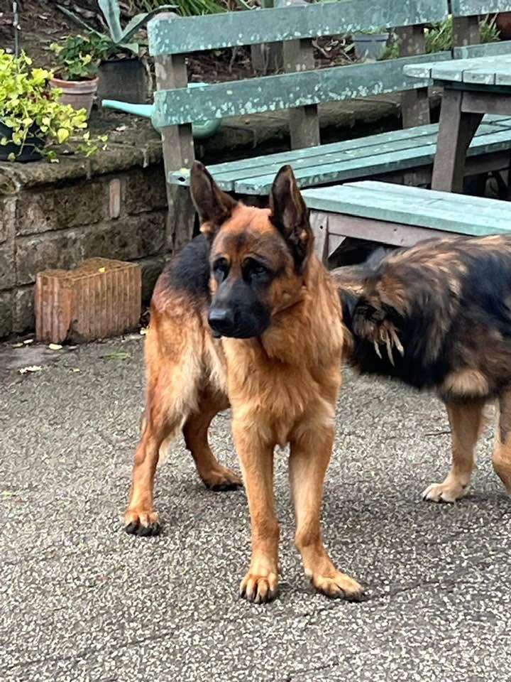 lieto fine per il dottore carlo iannace ritrovato il suo cane yari