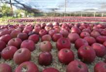 Weekend di chiusura per la Festa della Mela Annurca di Valle di Maddaloni