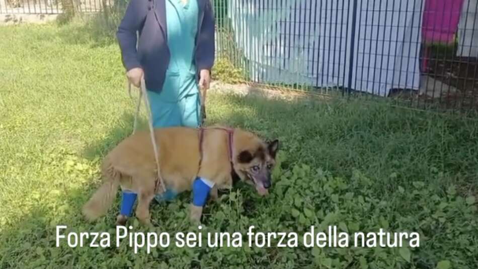 Pippo cammina di nuovo: ora aspetta una famiglia che lo accolga