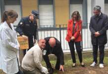 FOTO- “Un albero per la salute”: ficus di Falcone al Frangipane
