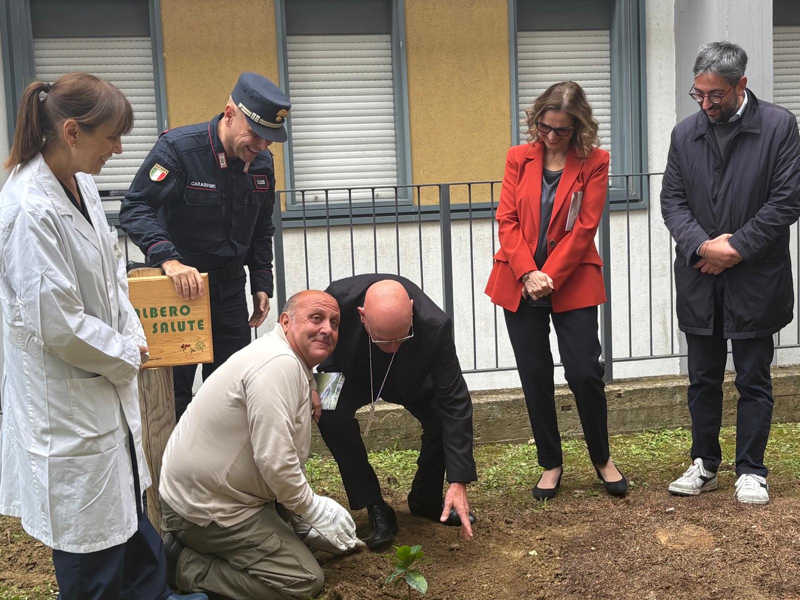 foto un albero per la salute ficus di falcone al frangipane