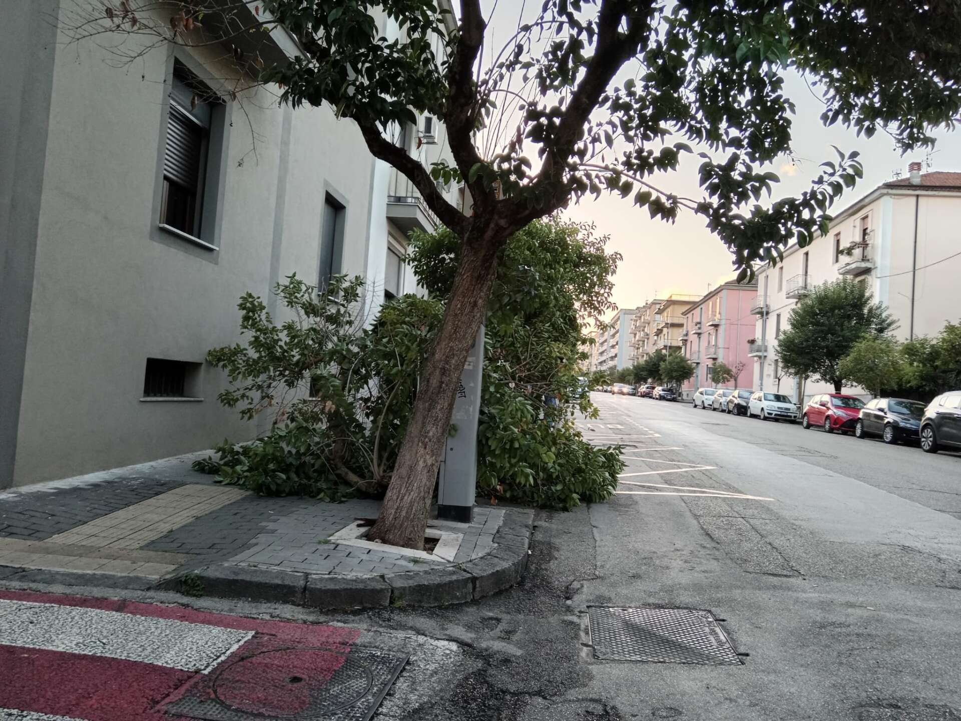 forti raffiche di vento in citt224 grosso ramo cade sul marciapiede