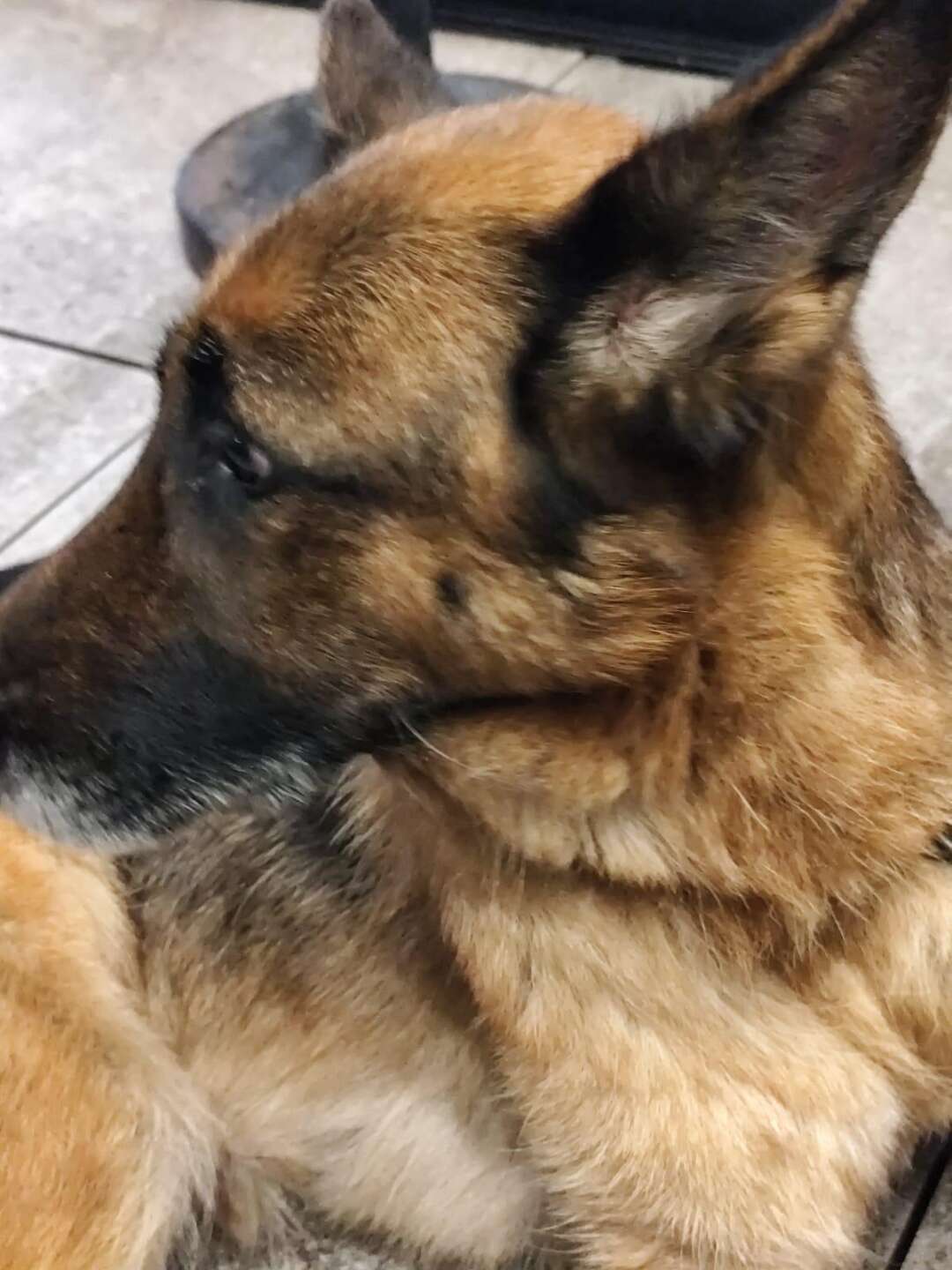 Dog sitter in bici trascina il cane legato ad una catena per 6 km: denunciato 39enne Dog sitter in bici trascina il cane legato ad una catena per 6 km: denunciato 39enne
