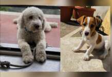 Arpaise, investiti tre cani in un mese: la rabbia dei cittadini