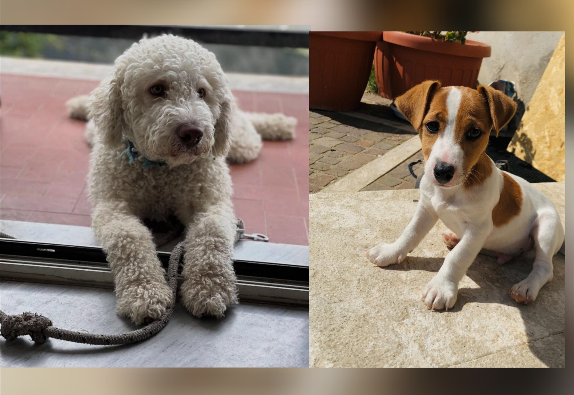 Arpaise, investiti tre cani in un mese: la rabbia dei cittadini 