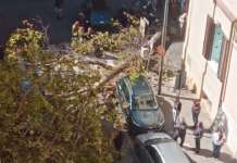 Napoli, al Vomero crolla un altro grosso albero