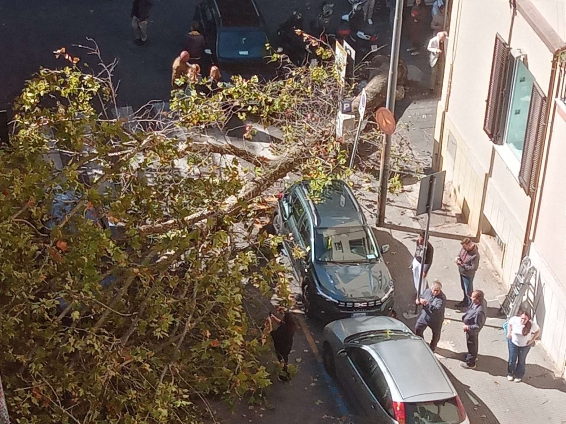 Napoli, al Vomero crolla un altro grosso albero