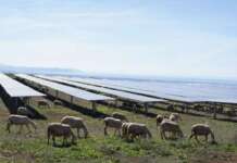 A Eboli un parco solare con un pascolo, è il primo in Campania