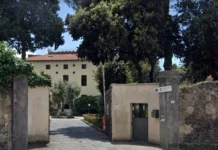 Giovane lupa investita e uccisa sulla provinciale irpina