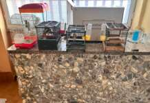 Operazione contro l’uccellagione in Campania: sequestro di volatili e denunce per furto