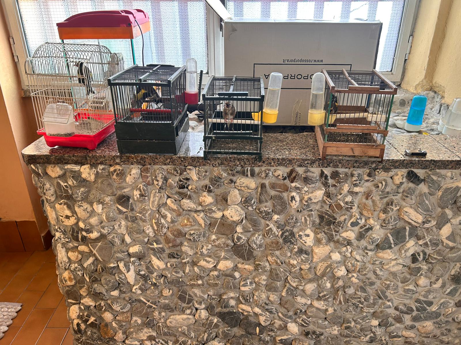 Operazione contro l’uccellagione in Campania: sequestro di volatili e denunce per furto