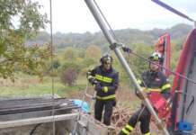 Carcassa di un cinghiale in una vasca di raccolta acqua: Vigili al lavoro