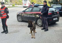 “Luna” il cane Carabiniere affianca i colleghi durante la movida