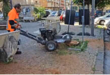 Nuovi alberi a Salerno, riprendono le attività
