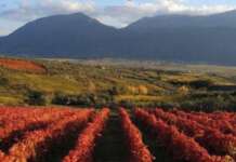 Agricoltura e Aree Interne: 7° Congresso Provinciale delle Acli Terra Benevento