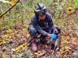 Cane precipita in un pozzo di 10 metri: salvato dai Vigili del Fuoco