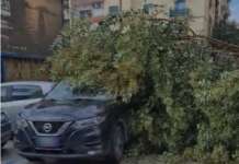 VIDEO/ Napoli, albero crolla su auto in marcia vicino al Santobono: paura al Vomero