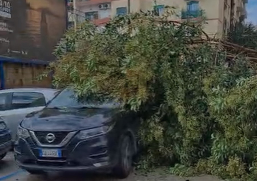 VIDEO/ Napoli, albero crolla su auto in marcia vicino al Santobono: paura al Vomero VIDEO/ Napoli, albero crolla su auto in marcia vicino al Santobono: paura al Vomero