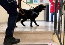Cane antidroga scova hashish e cocaina in carcere a Salerno