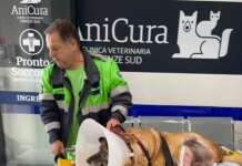 Pippo sottoposto ad un nuovo intervento: servono altre cure