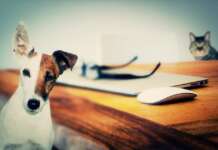 Benessere animale: come riconoscere i segnali di stress nei cani e nei gatti
