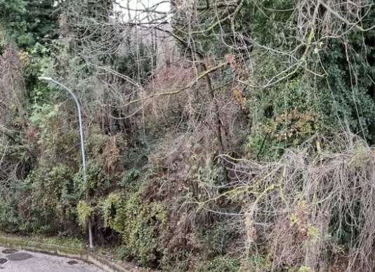 Grossi rami travolgono tre auto, tragedia sfiorata ad Avellino