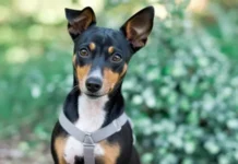 Incendio ai Quartieri Spagnoli: il cane Rocky salva la famiglia